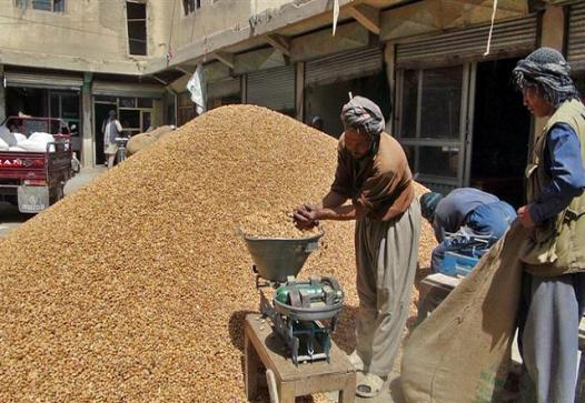 Daikundi almond yield jumps but its price crashes