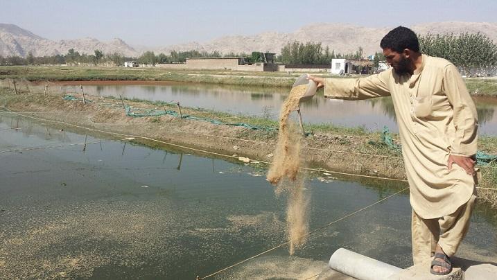 Pakistani fish occupies Kunduz market: Local farm owners