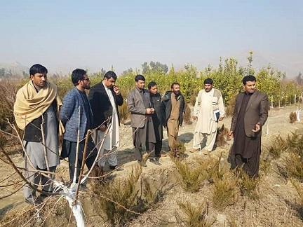 2 million trees to be planted in Nangarhar this spring