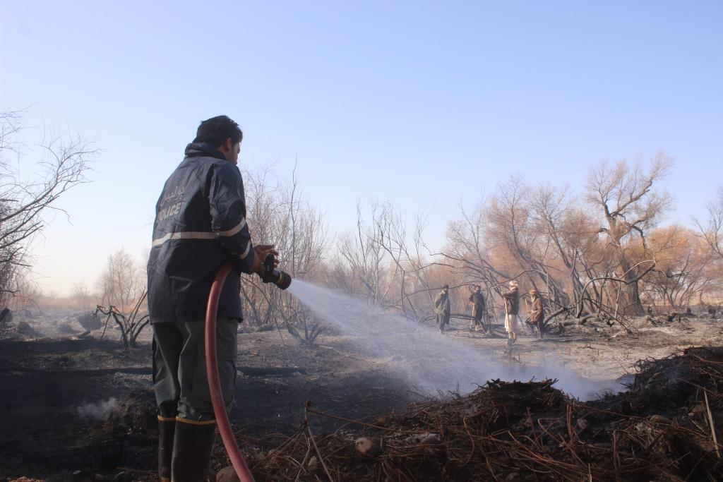 Fire guts trees on several acres of Lashkargah jungle