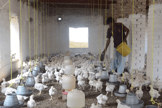 Khost poultry-farm owners suffer millions afghanis losses