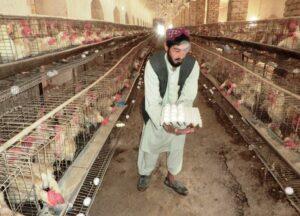 Kandahar egg industry meets 40pc of local demand