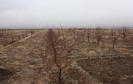 Recent rainfall reduces drought threats in Baghlan