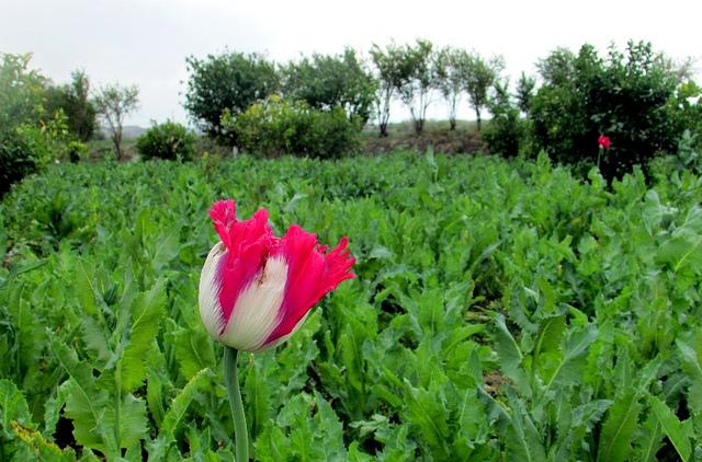 Poppies cultivation declined by 30%
