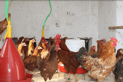 برای خانم های بی بضاعت در سرپل مرغ تخمی توزیع شده است