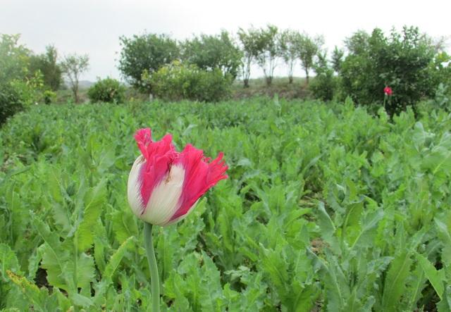 MoI refutes UNODC report on poppy cultivation surge in Afghanistan