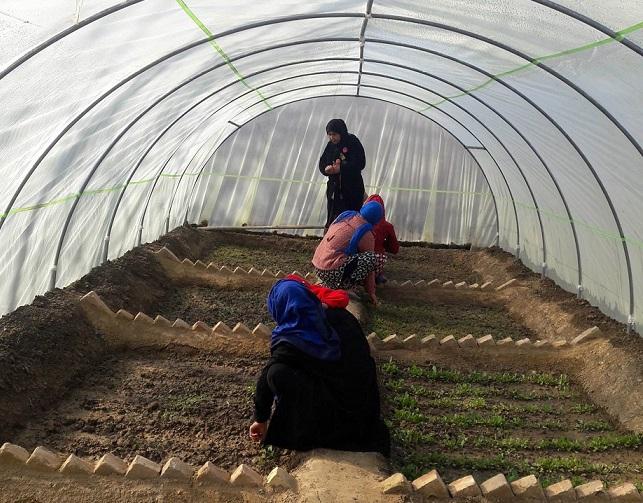 خانم هاى زراعت پيشۀ سرپل در تلاش گسترش مزرعه هاى شان مى باشند