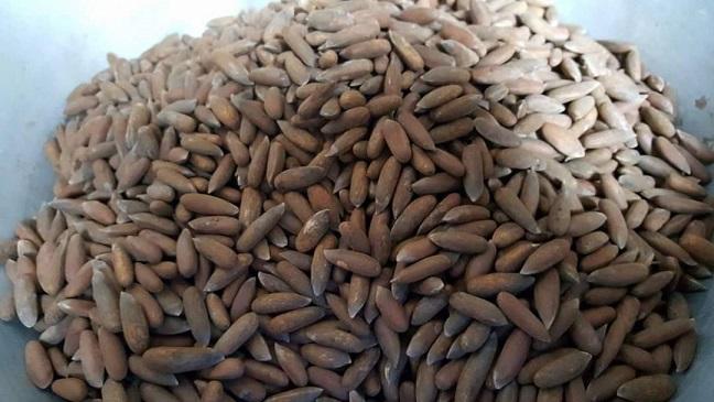 550 tonns pine nuts exported to China in 20-day