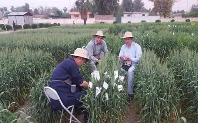حشره ای به نام “مور” محصولات هزاران جريب زمين را در سمنگان از بين برده است