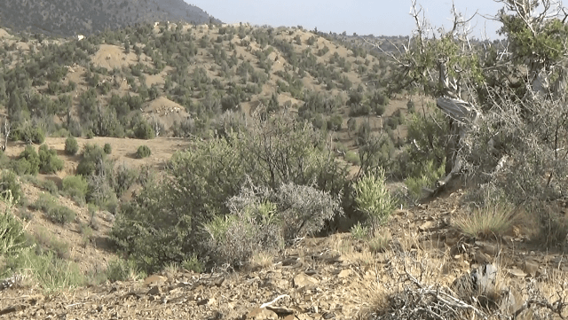 Paktika police cutting down pine nut trees, say residents
