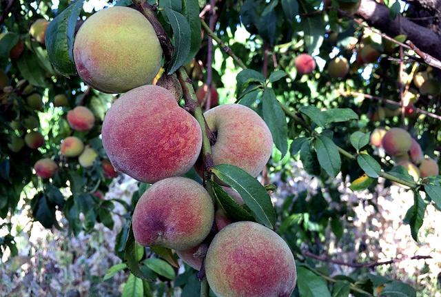 A picture of peach garden, Nangarhar