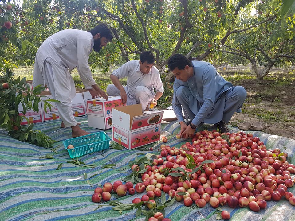 Nangarhar produces 1,850 metric tons of peach this season