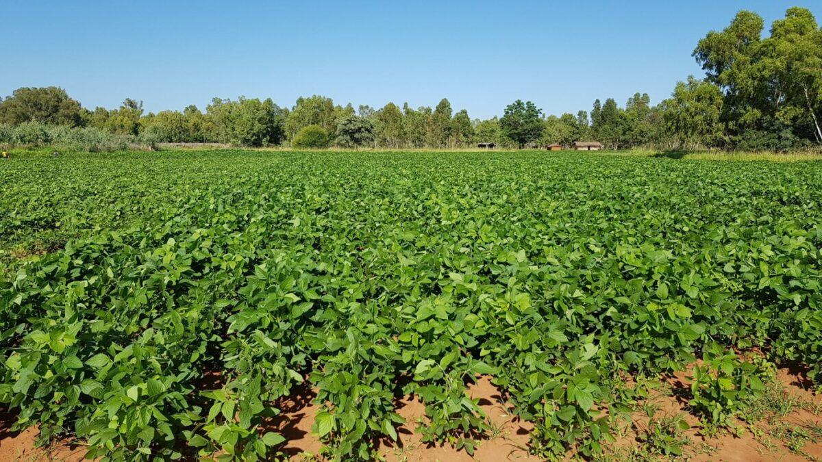 Japan trains Afghan officials on crop diversification