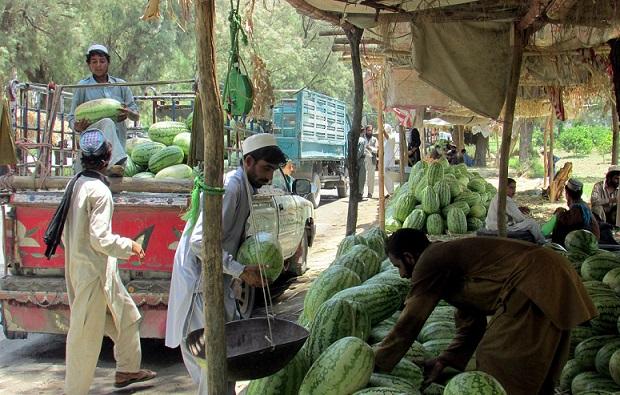 Nangarhar records increase in watermelon yield