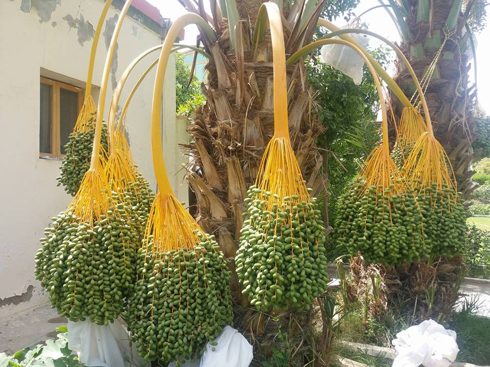 Helmand date trees produce ‘significant’ yield after grafting