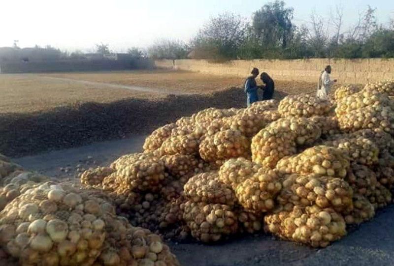 Surge in onion product in Farah