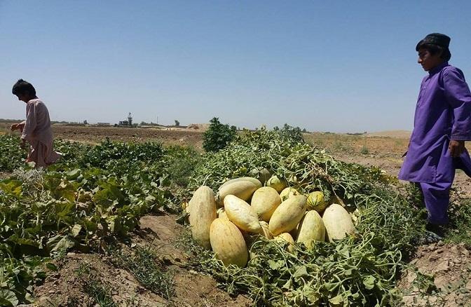 Helmand’s melon, watermelon produce hit hard by drought