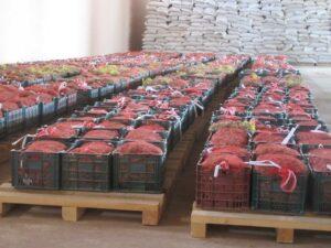 Sar-i-Pul onion yield up but price down
