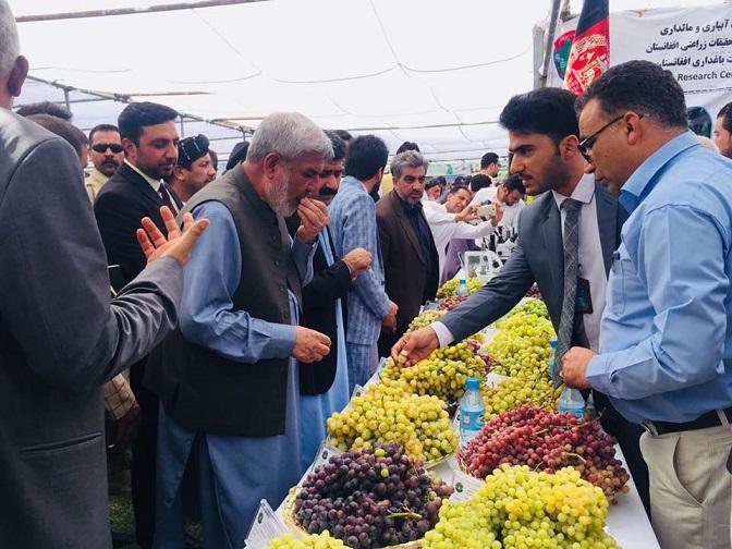 جشنوارۀ انگور و عسل در هرات برگزار شد
