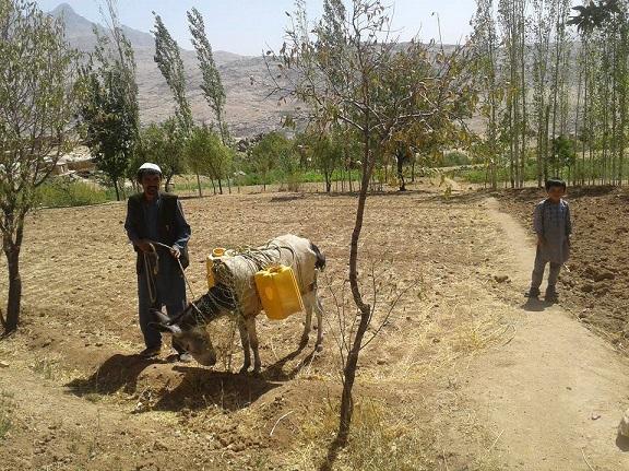 Cold weather, drought hamper agriculture in Daikundi