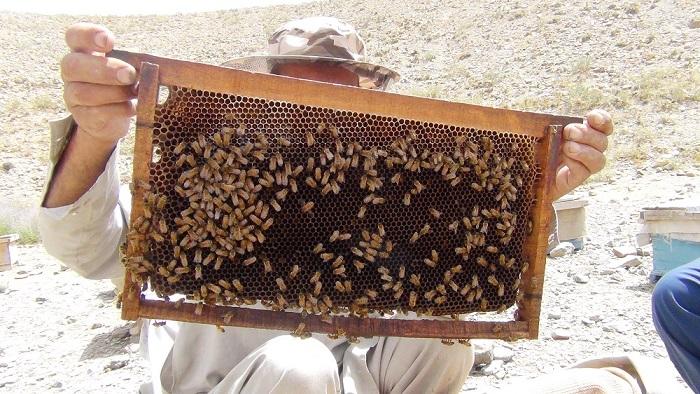 رياست زراعت تخار: ٧٠ درصد زنبور عسل در پی سردی هوا تلف شده‌است