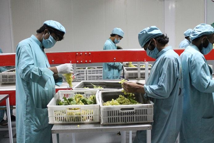 امسال از کندهار تا۲۰هزار تُن انگور به خارج صادر خواهدشد
