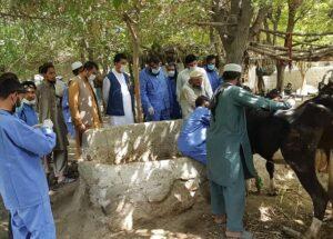 Congo fever kills 1 person in Nangarhar, 7 suspected cases emerge