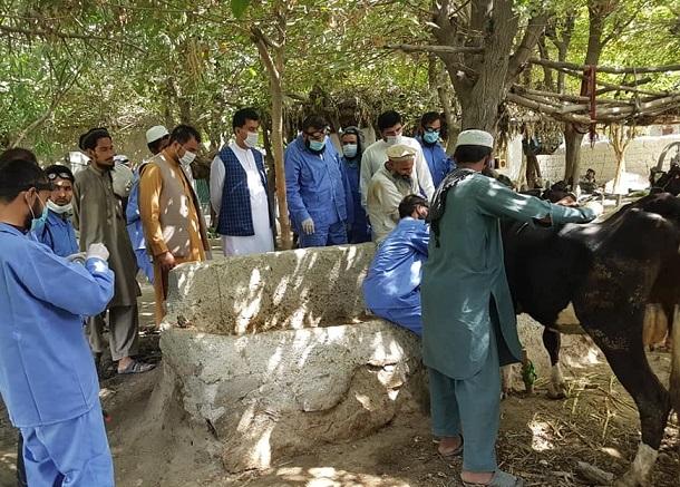 Herat: Over 20 persons diagnosed with Congo Virus