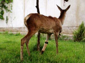 Report about hunting of 300 deer baseless: Dadfar