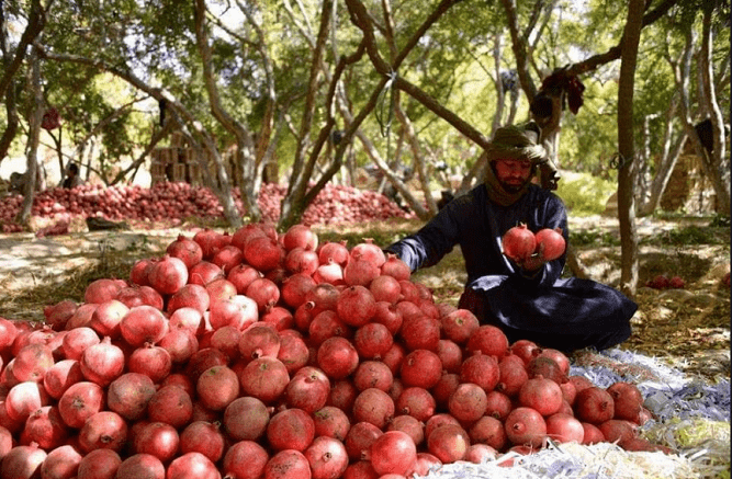 Helmand produces 24,000 tonnes of pomegranates