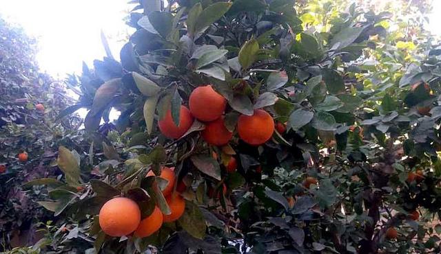 Tangerine tree
