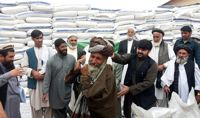 Helmand, wheat seeds distribution