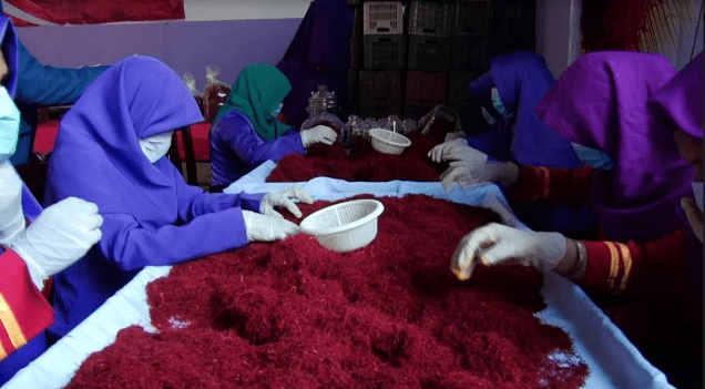 Herat businessman establishes saffron processing factory