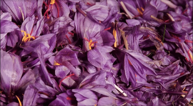 Saffron cultivation, yield doubles in Baghlan this year