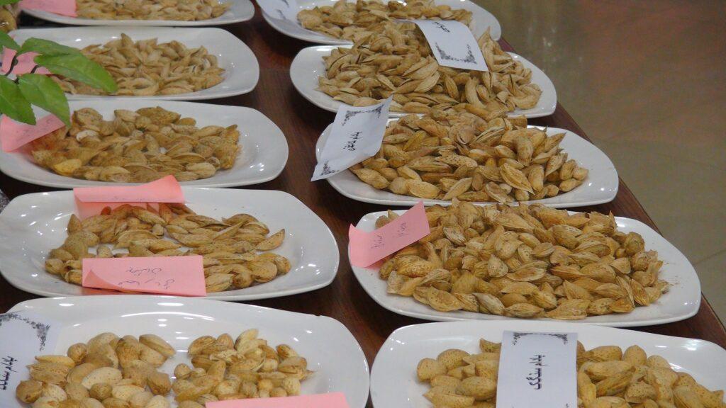 د بلخ په مرکز مزارشريف ښار کې د بادامو څلورم ملي جشن جوړ شو