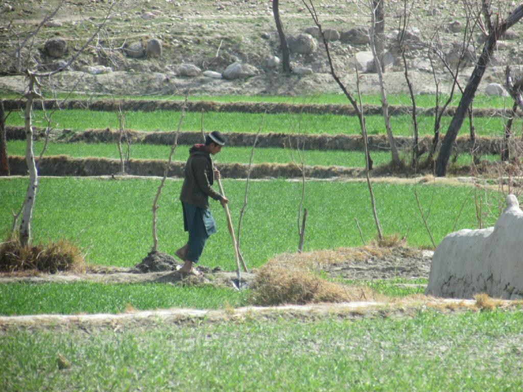 از کارکرد و کم توجهی ریاست زراعت جوزجان در برابر دهقانان انتقاد شد
