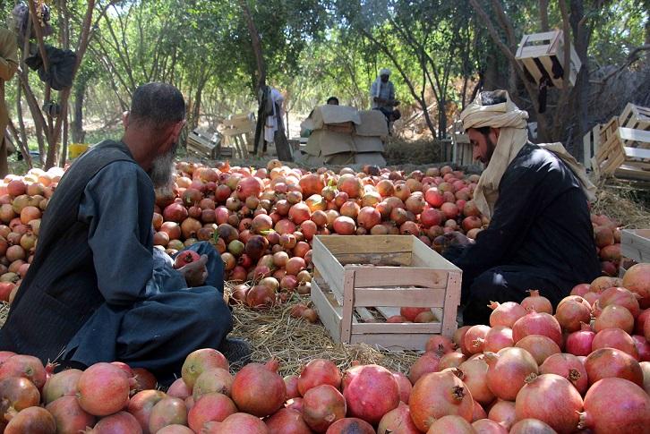 Kandahar exports 18,000 tons of pomegranates so far this year