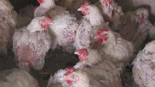 وزارت زراعت: مردم بايد از خرید و فروش مرغ‌هاى پير خودداری کنند