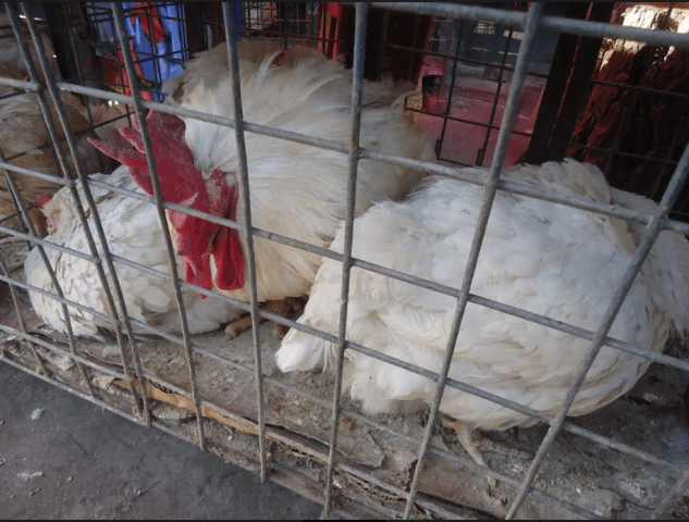 واردات مرغ‌های پیر منع شد