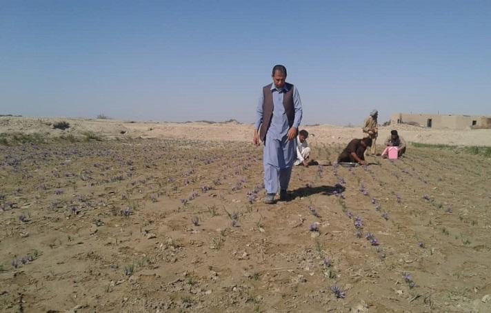 Saffron plant cultivated for first time in Nimroz