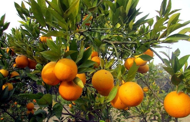 Tree of citrus in Nangarhar