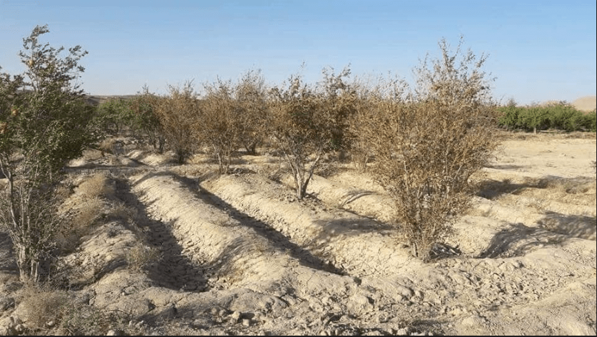 Drought hits hard Arghistan fruit orchards