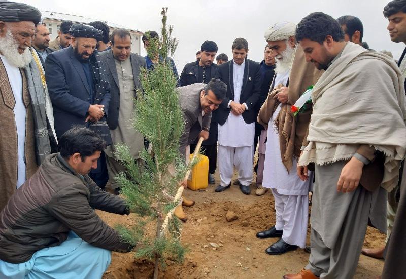 Kandahar official plant a tree