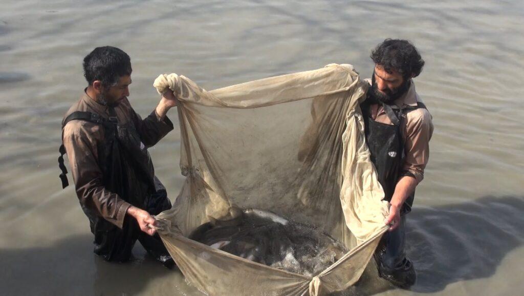 Balkh climate dubbed ‘suitable’ for fish farming