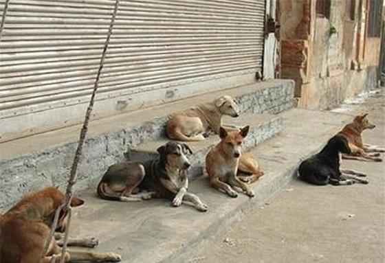 For Kabulites, pye dogs have become a big nuisance