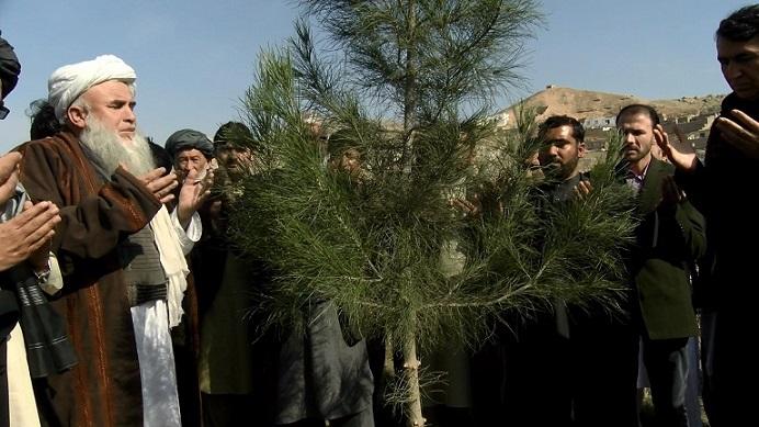 Baghlan to plant a million trees under ‘peace campaign’