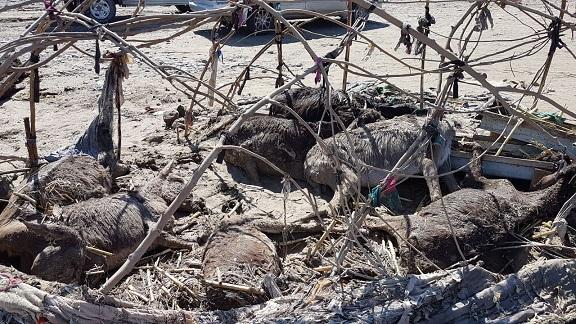 Floods: Kandahar livestock, industry incur millions of afghanis loss