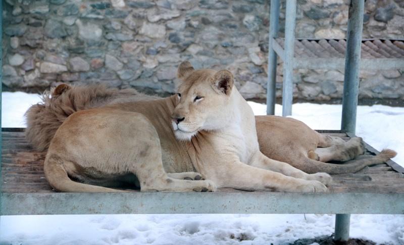 Couple of lions in Kabul Zoo