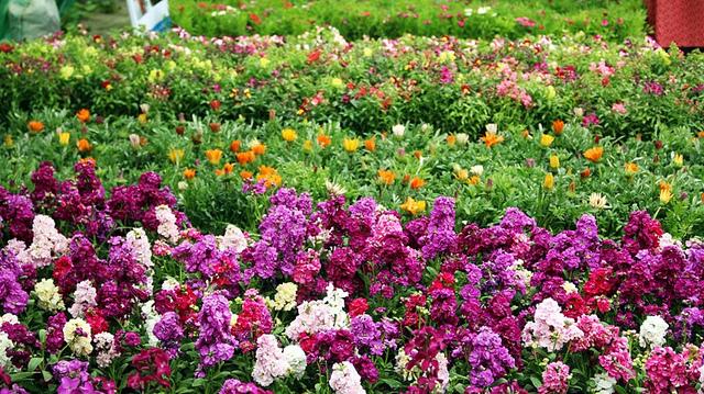 Beautiful flowers fair in Kabul