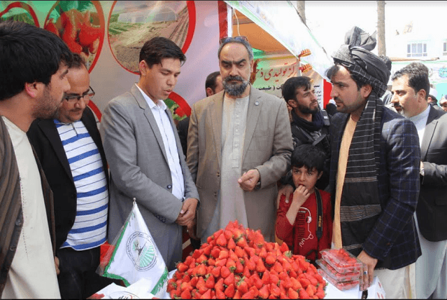 “سال گذشته يک ميليارد افغانى دربخش زراعت درهرات سرمايه گذارى شده است”